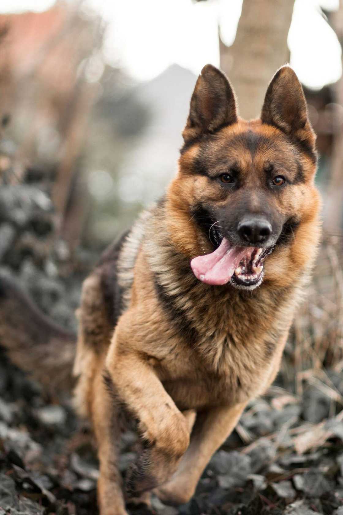 World's strongest dog breed World's strongest dog breed