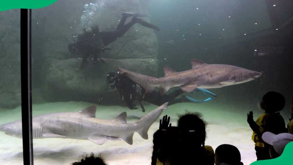 johannesburg aquarium