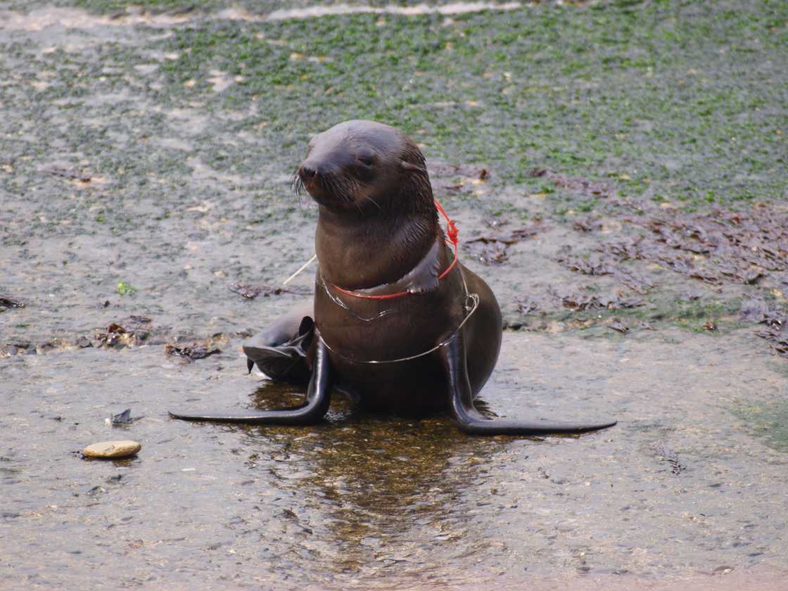 Cape fur seal with plastic noose around its neck Cape fur seal with plastic noose around its neck