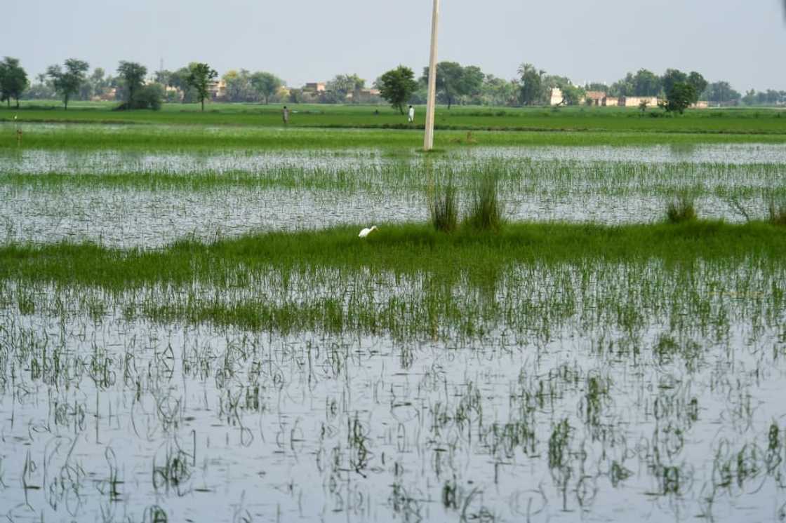This year intense temperatures wiped out three million tons of wheat crops, led to livestock deaths, caused forest fires and impacted human productivity This year intense temperatures wiped out three million tons of wheat crops, led to livestock deaths, caused forest fires and impacted human productivity