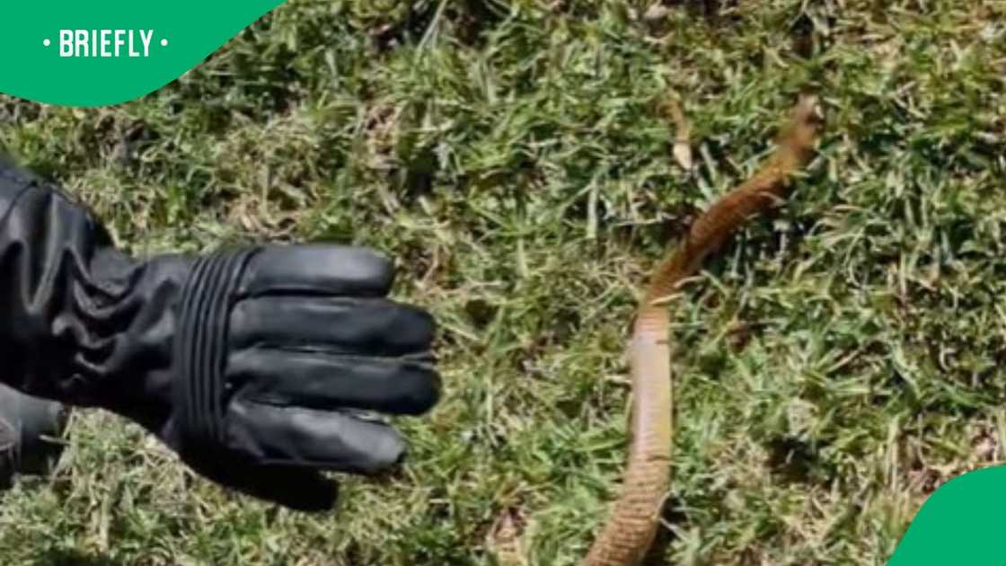 Cape cobra played dead in a video Cape cobra played dead in a video