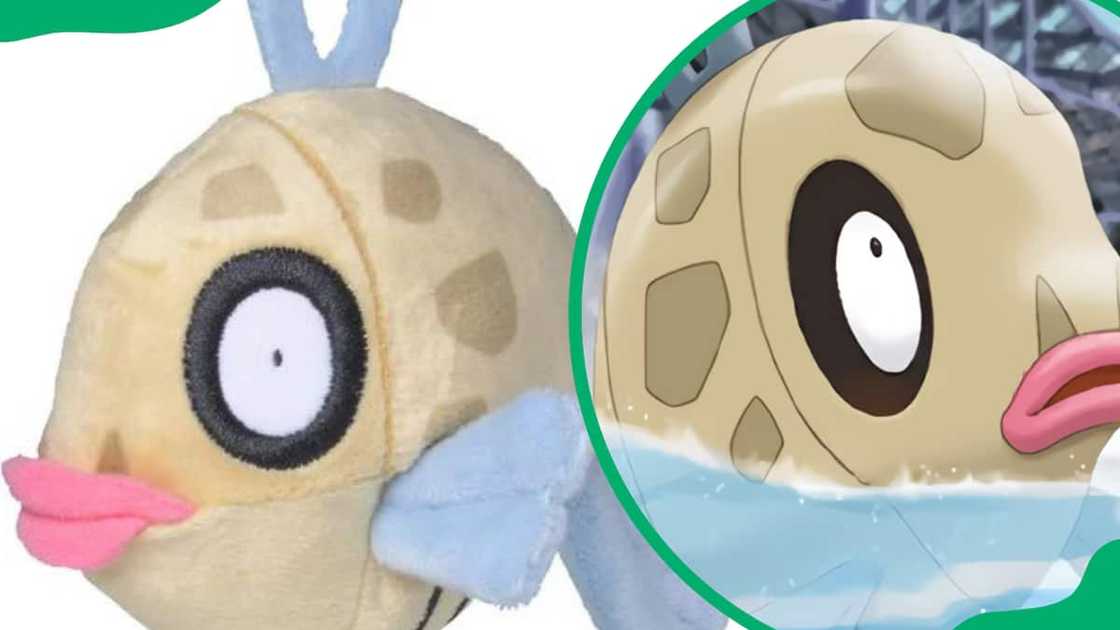 Feebas Pokemon Feebas Pokemon