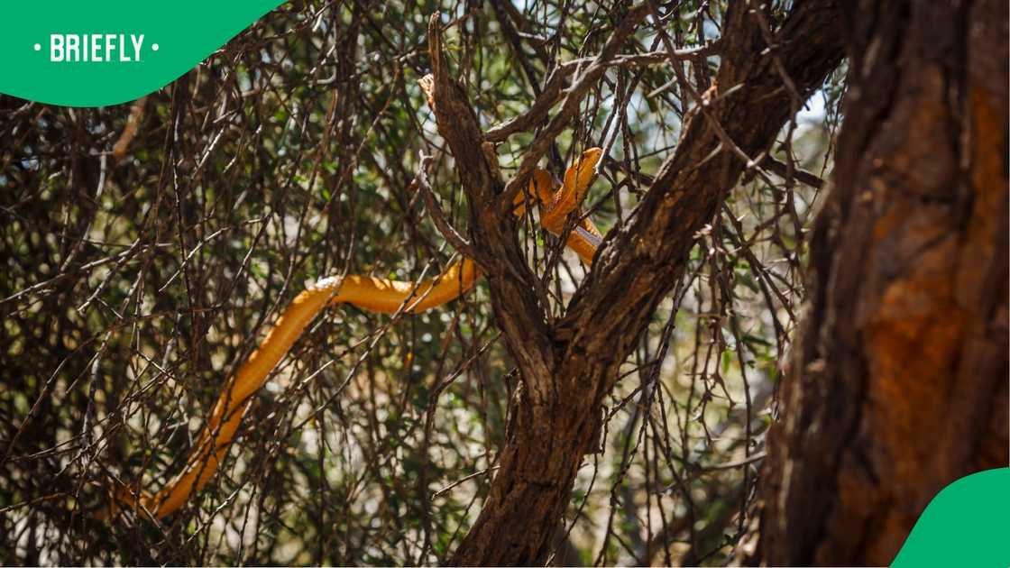 Cape cobra moving on tree branches.