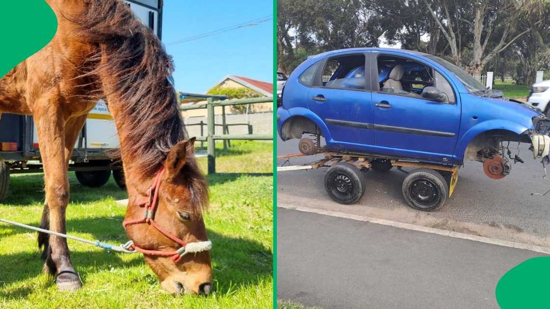 The Cape of Good Hope SPCA rescued a pony from its owner