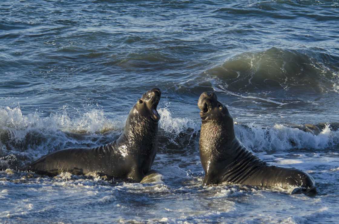 After surprising Gordon's Bay residents, an elephant seal was safely returned to the ocean. After surprising Gordon's Bay residents, an elephant seal was safely returned to the ocean.