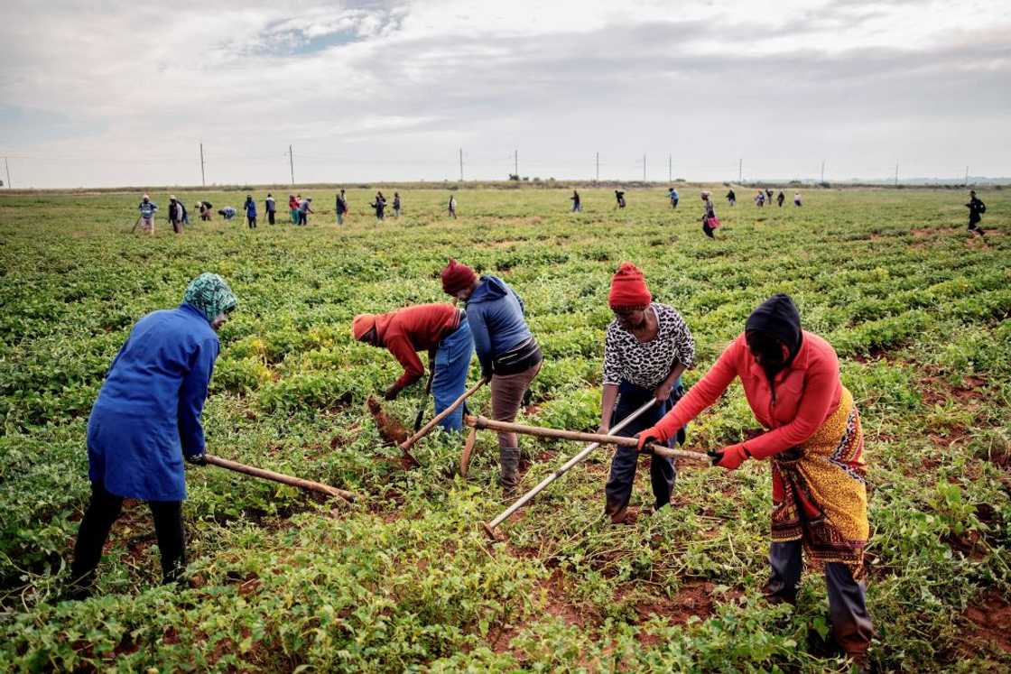 In this photograph taken on April 15, 2019, farmers work in a field donated to the black community in order to improve its economy, in Coligny, some 120kms west of Johannesburg In this photograph taken on April 15, 2019, farmers work in a field donated to the black community in order to improve its economy, in Coligny, some 120kms west of Johannesburg