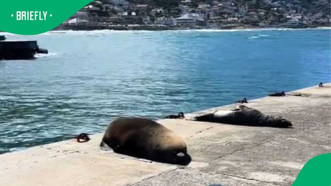 Thoko shared one of the spots she explored in Kalk Bay, where she encountered some adorable seals.