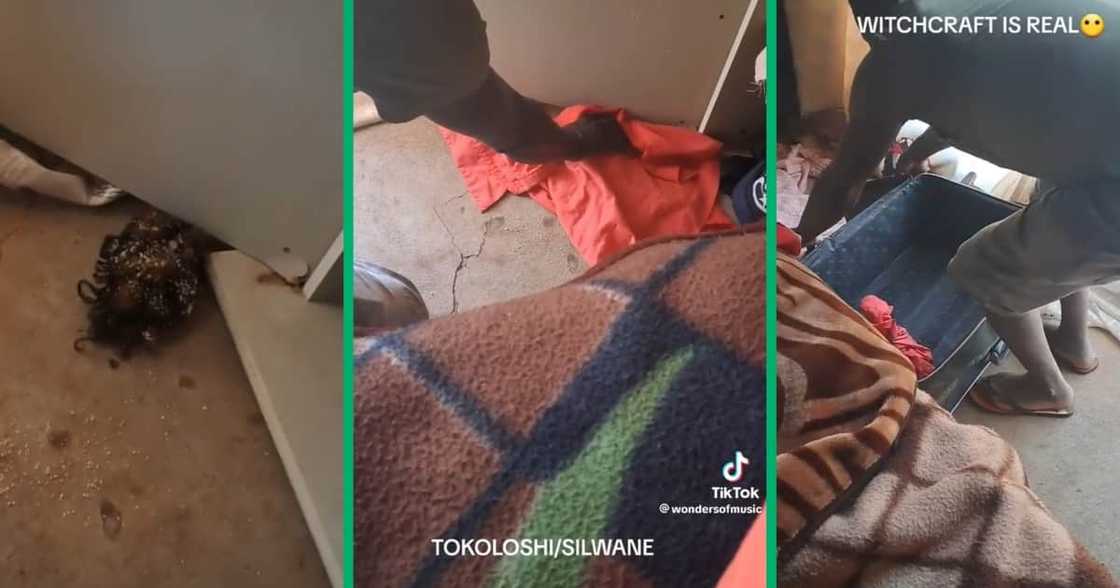 A video of a unknown creature A video of a unknown creature