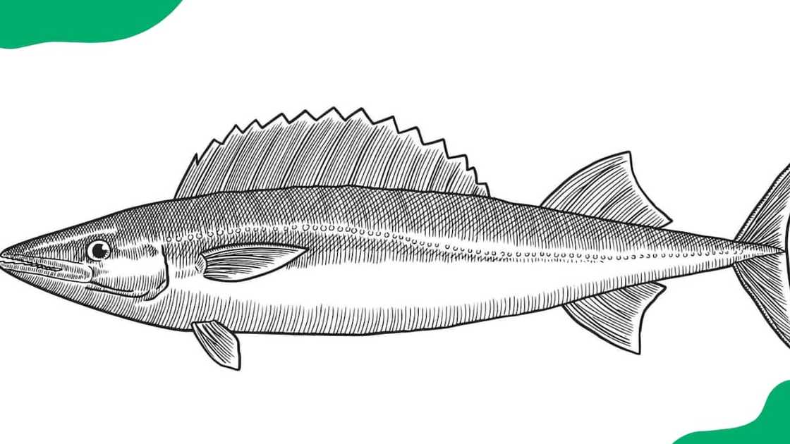 Escolar is a member of the Gempylidae family. Escolar is a member of the Gempylidae family.