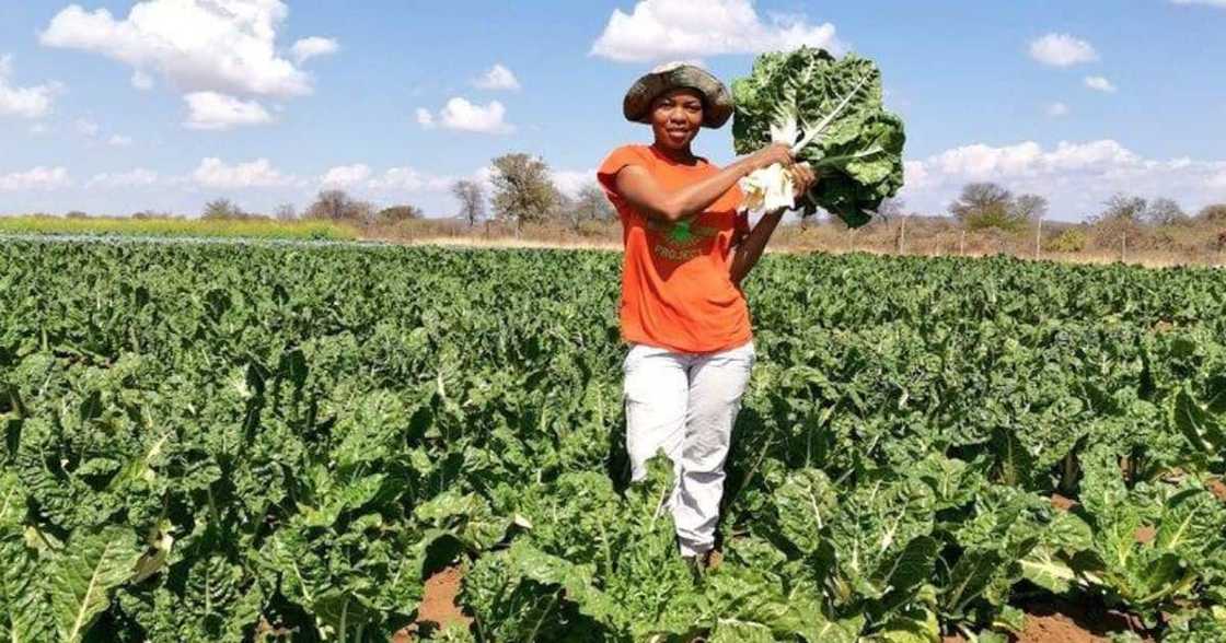 Mzansi, Limpopo, Woman, Farming, 3 Hectares of Land Mzansi, Limpopo, Woman, Farming, 3 Hectares of Land