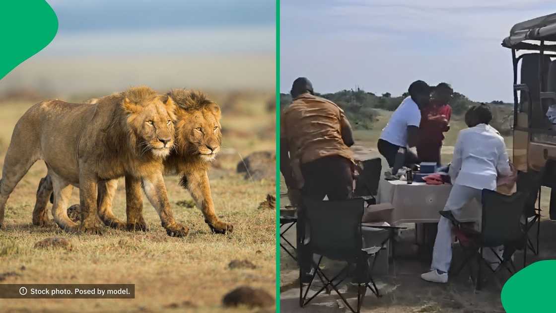 Safari tourist hilariously ran away from a 'lion', leaving the internet in laughter. Safari tourist hilariously ran away from a 'lion', leaving the internet in laughter.