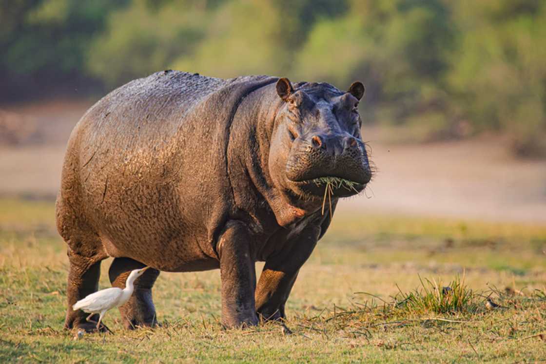 The video of a man taunting a hippo sparked amusement and concern among many viewers. The video of a man taunting a hippo sparked amusement and concern among many viewers.