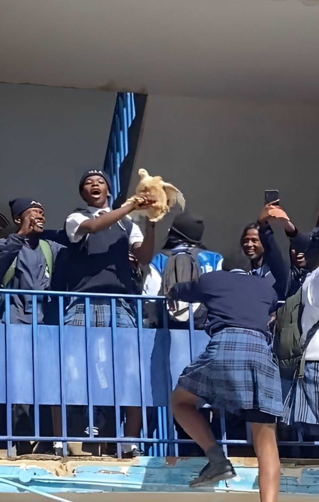 School boys brought a chicken to school while they grooved.