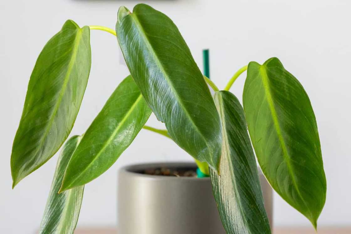 A Spiritus sancti plant in a pot