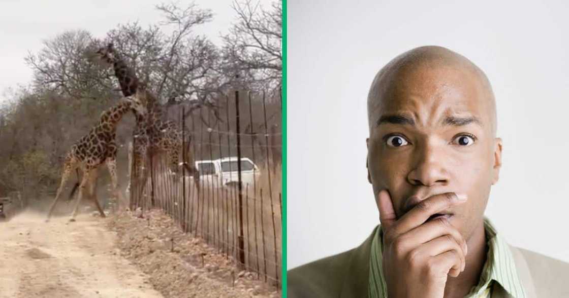 2 giraffes fight at a lodge in Limpopo in a TikTok video, and a man is stunned 2 giraffes fight at a lodge in Limpopo in a TikTok video, and a man is stunned