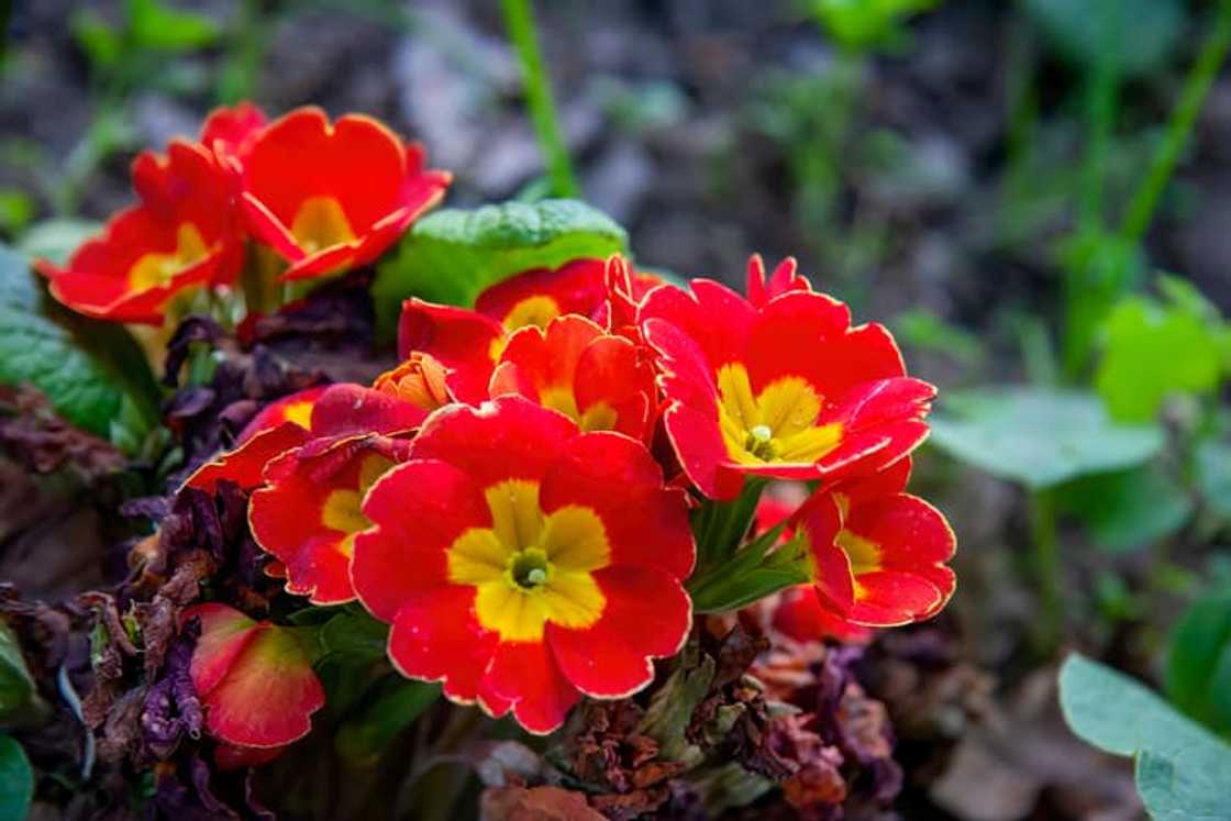 birth flower birth flower