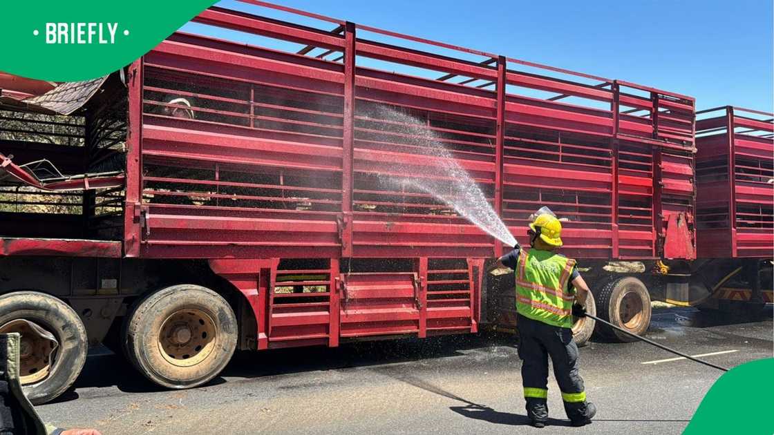 Firefighters sprayed the pigs to keep them cool. Firefighters sprayed the pigs to keep them cool.