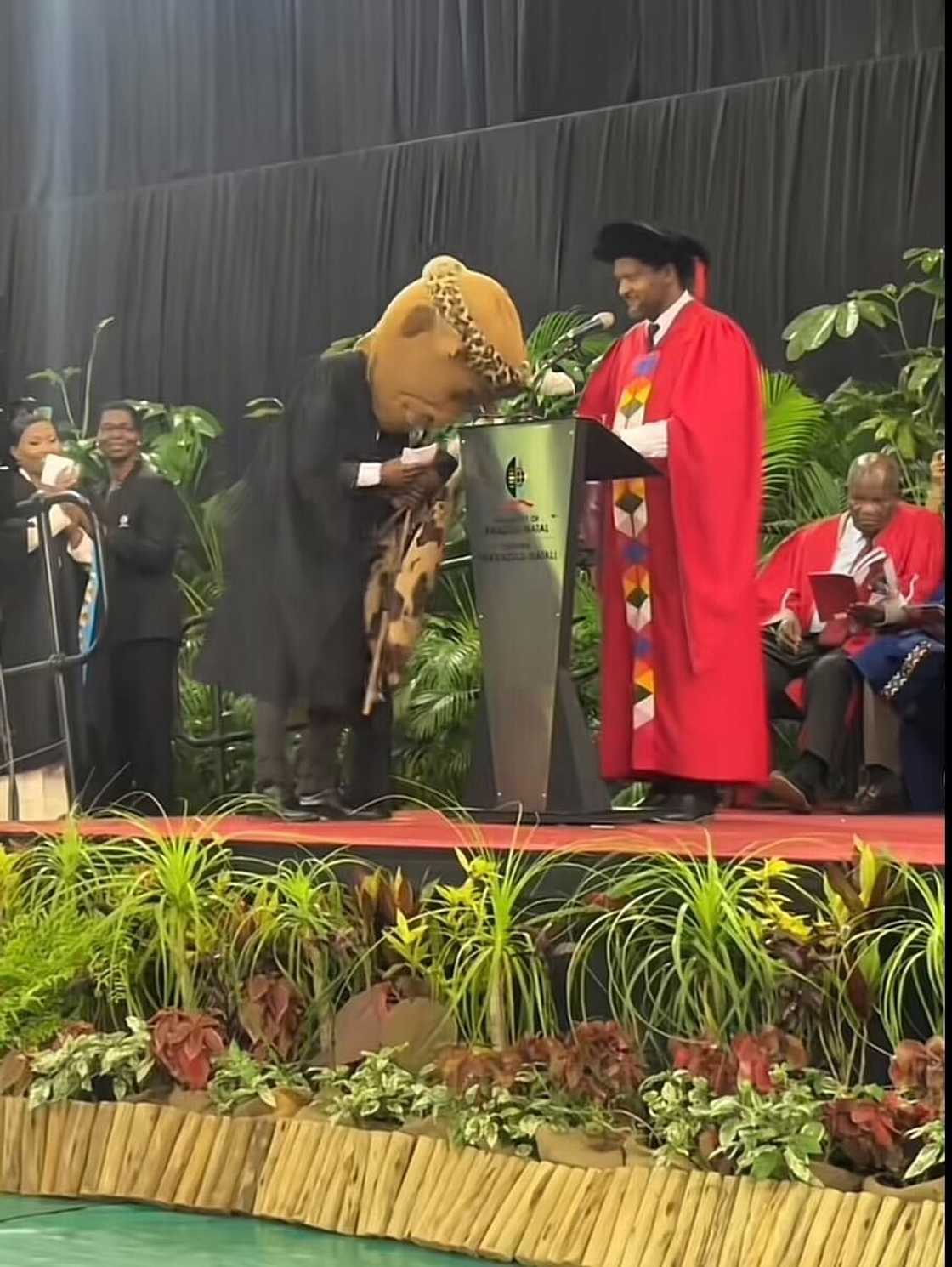 The Impi UKZN mascot amazed many people with his performance at the graduation ceremony. The Impi UKZN mascot amazed many people with his performance at the graduation ceremony.