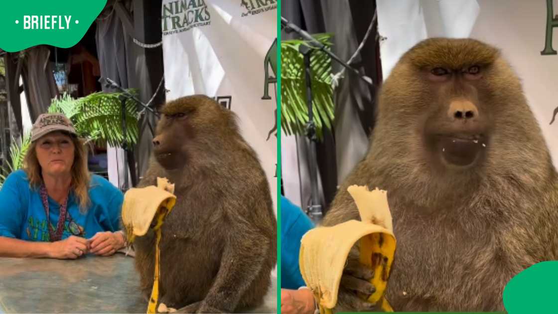 Retired Hollywood baboon's new life after Hollywood movies