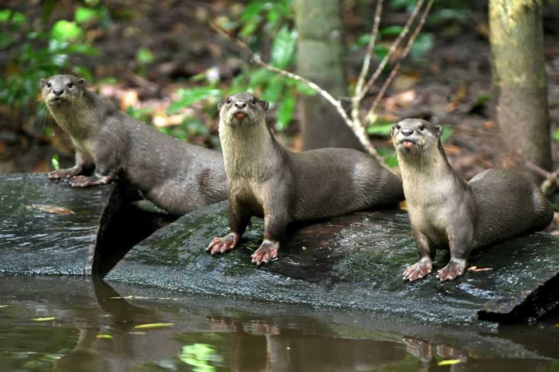 Rampant poaching, habitat loss from logging, agriculture and dam building has stripped much wildlife from Cambodian rainforests Rampant poaching, habitat loss from logging, agriculture and dam building has stripped much wildlife from Cambodian rainforests