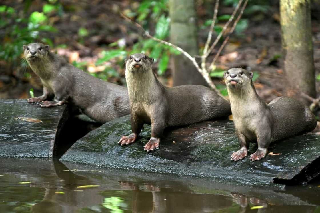 Rampant poaching, habitat loss from logging, agriculture and dam building has stripped much wildlife from Cambodian rainforests