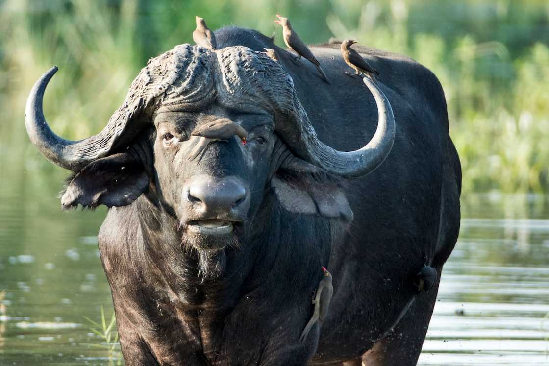 An African buffalo at Kruger National Park An African buffalo at Kruger National Park