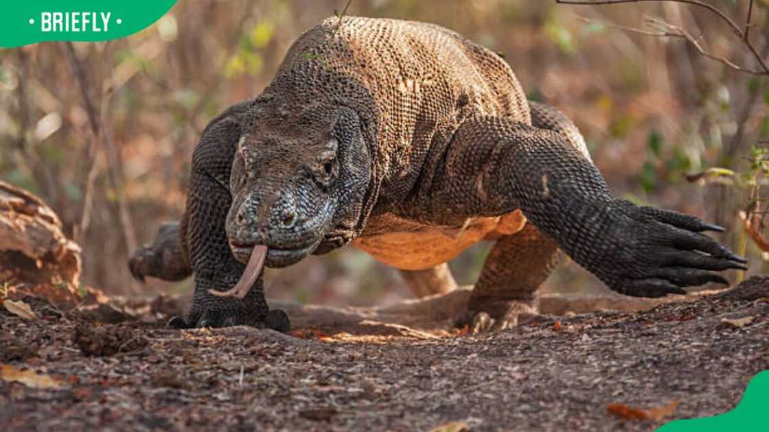 The huge Komodo Dragon The huge Komodo Dragon