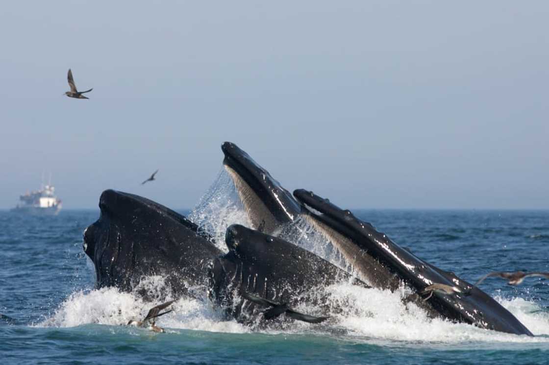 Humpback whales were estimated to eat around four million pieces of microplastics a day