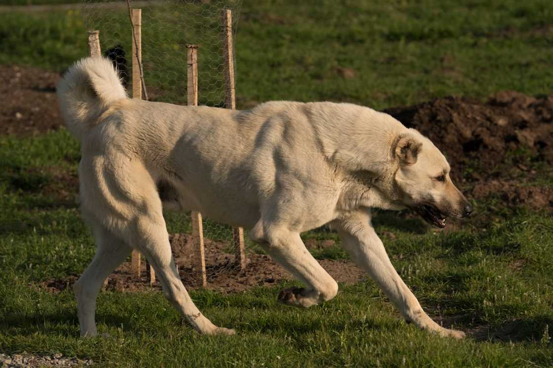 Kangal shepherd dog