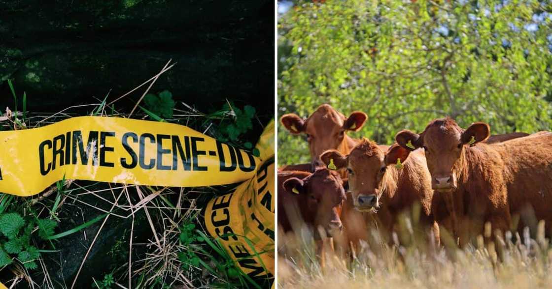 Livestock theft Livestock theft