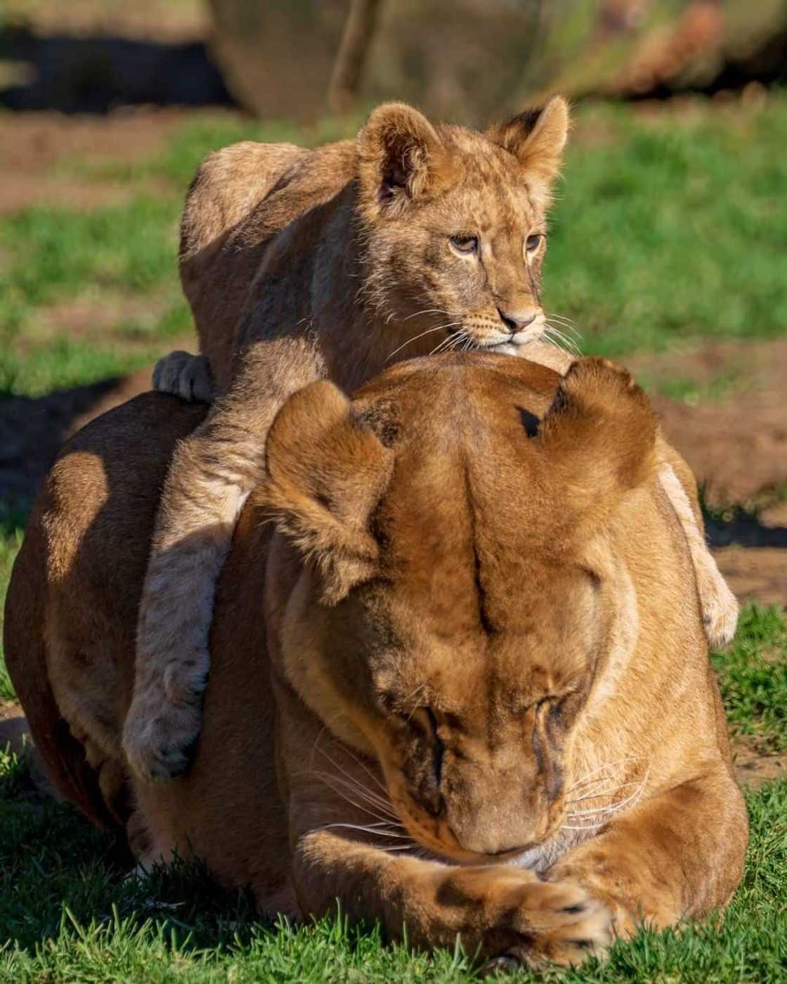 World's most dangerous animals in the world | Top 25 list World's most dangerous animals in the world | Top 25 list