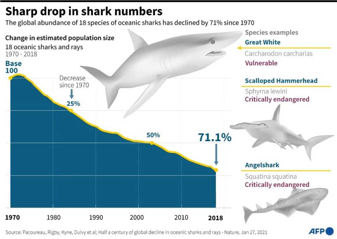 As apex predators, sharks are crucial for keeping marine ecosystems healthy