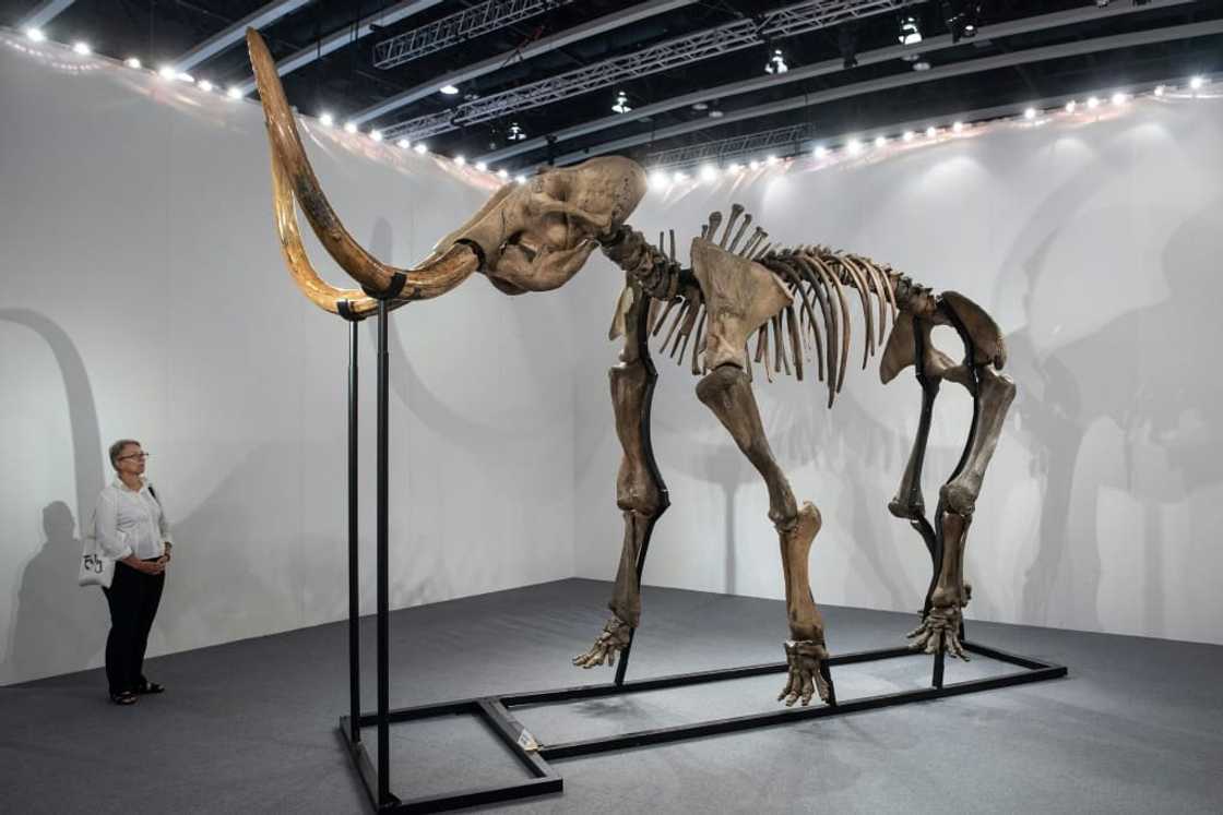 Woolly mammoths have been extinct for thousands of years Woolly mammoths have been extinct for thousands of years