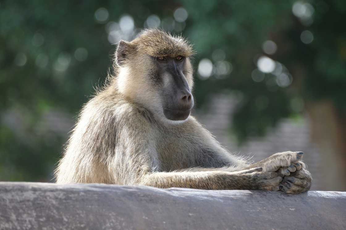 Baboons can be dangerous