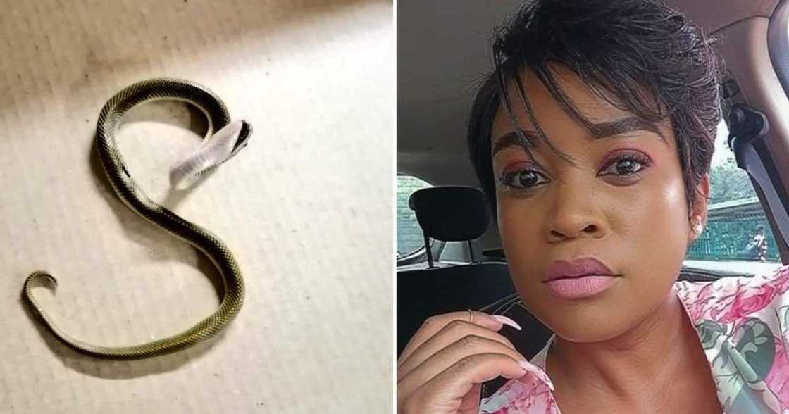 Snake, Africa, South Africa, Woman Complains, Snake She Was Raising, Gain Wealth, Killed, Mzansi Snake, Africa, South Africa, Woman Complains, Snake She Was Raising, Gain Wealth, Killed, Mzansi