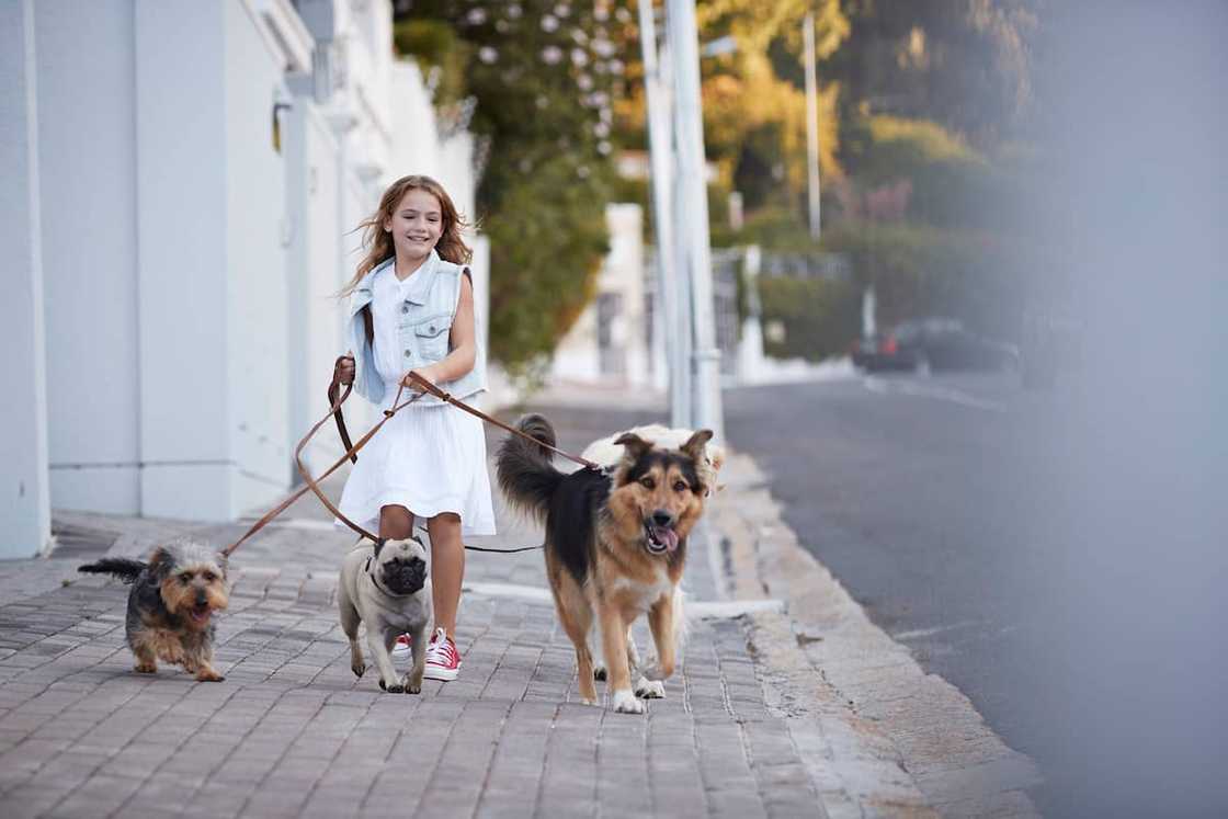 A young girl walking dogs on the street A young girl walking dogs on the street