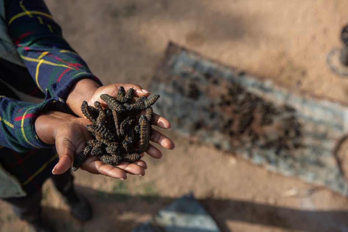 Mopane worm recipe goes viral in TikTok video Mopane worm recipe goes viral in TikTok video