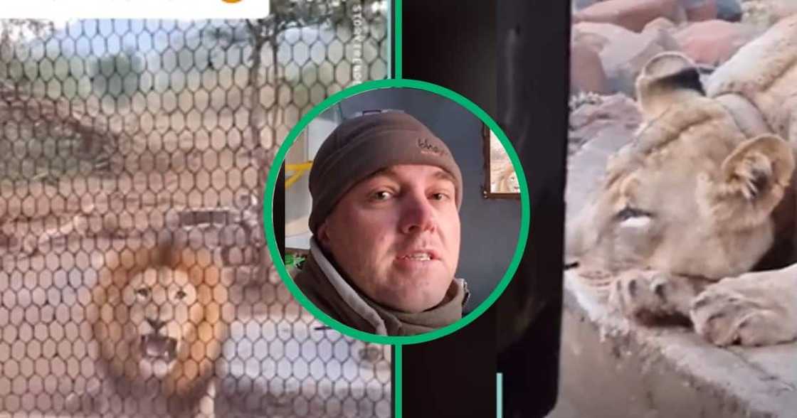 TikTok video shows two lions outside a house a man was sleeping in TikTok video shows two lions outside a house a man was sleeping in