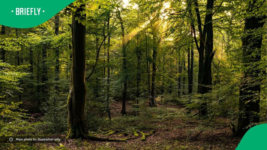 An image of a forest. An image of a forest.