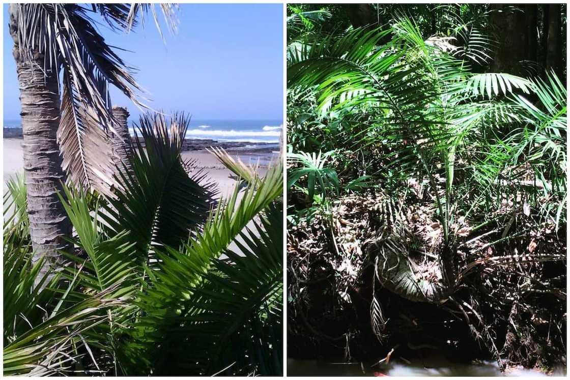 types of palm trees types of palm trees
