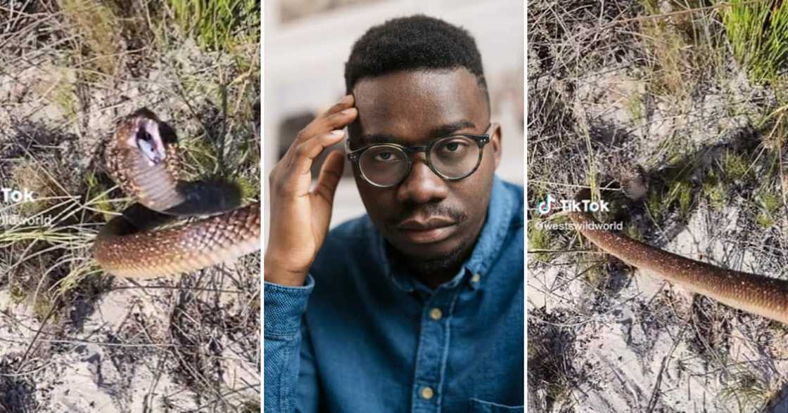 Snake on TikTok Snake on TikTok