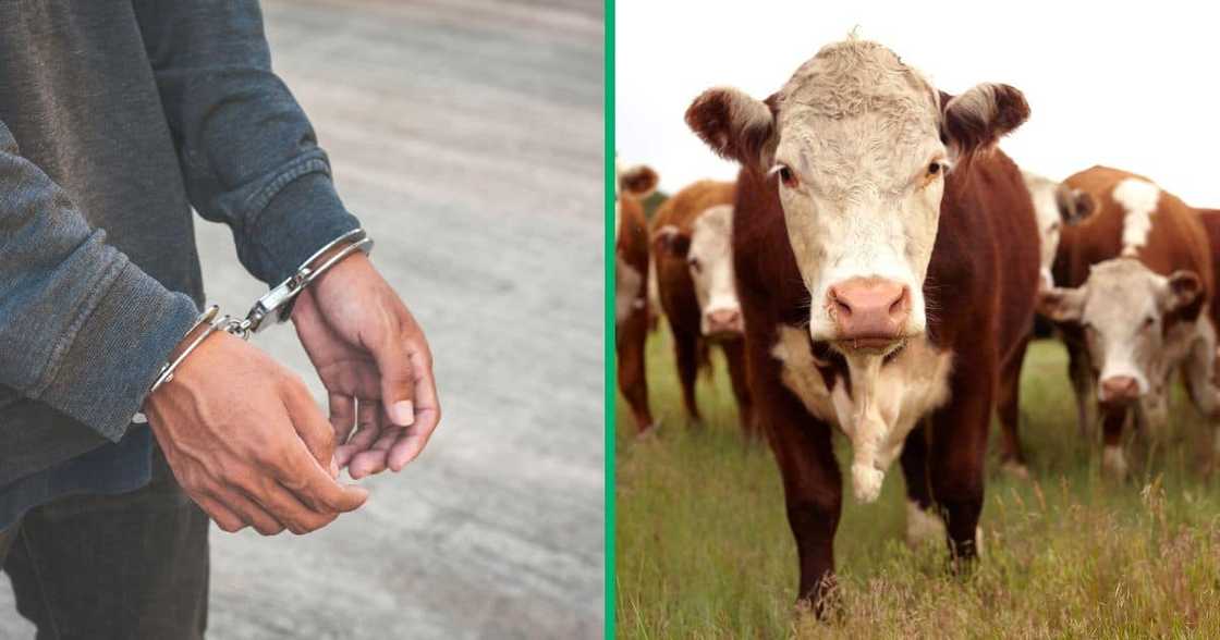 A group of men were arrested for violently beating a man they accused of livestock theft A group of men were arrested for violently beating a man they accused of livestock theft