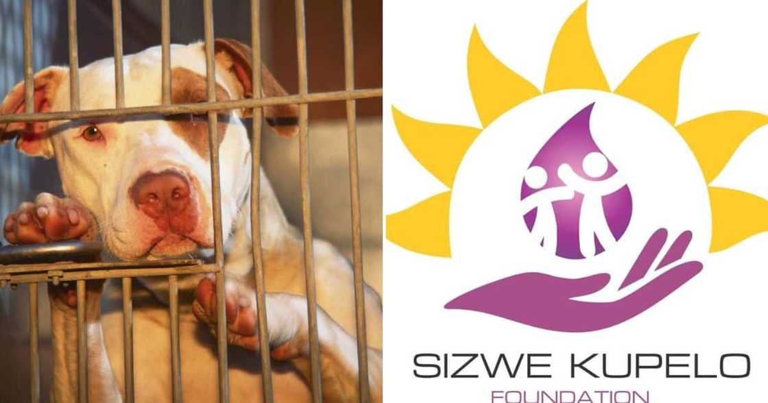 Sizwe Kupelo Foundation submits pit bull ban petition Sizwe Kupelo Foundation submits pit bull ban petition