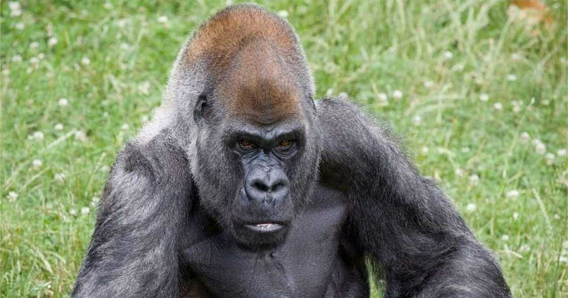Ozzie: The World's Oldest Male Gorilla Dies Aged 61 at US Zoo Ozzie: The World's Oldest Male Gorilla Dies Aged 61 at US Zoo