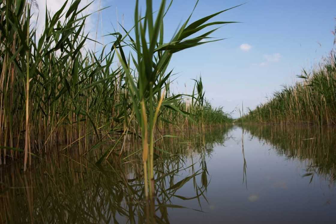 Lake Neusiedl on the Austrian-Hungarian border could soon run completely dry