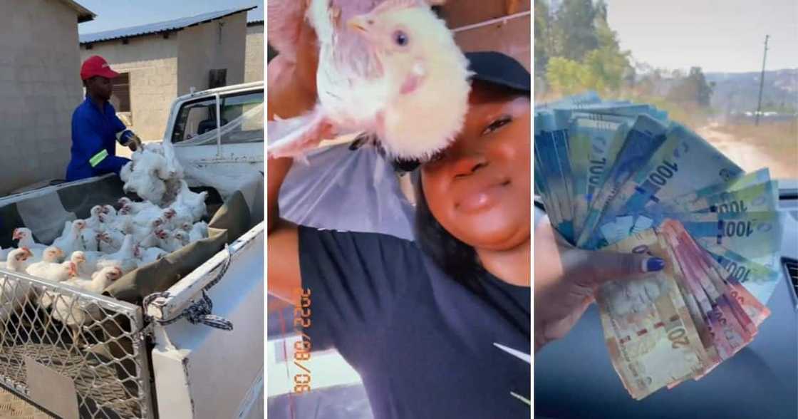 Farmer woman sells chicken and has poultry farm business Farmer woman sells chicken and has poultry farm business