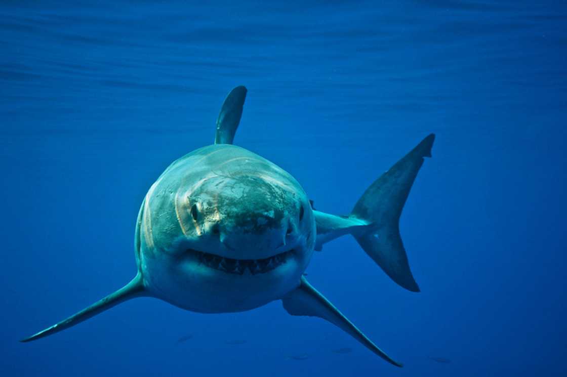 A man fell on a shark in a video A man fell on a shark in a video