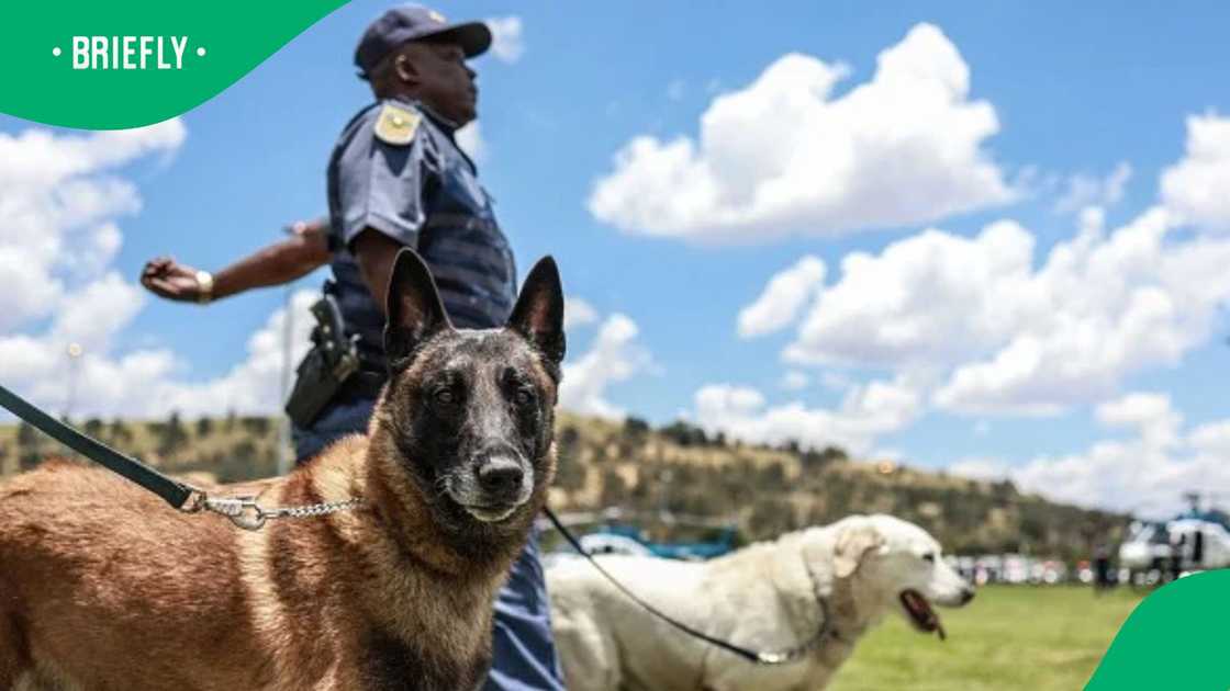 SAPS officers discuss value of dogs in SAPS