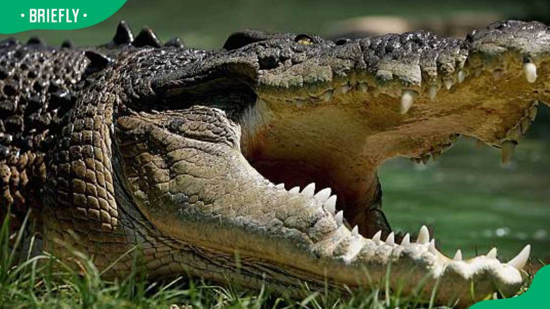 A Saltwater crocodile at the Australian Reptile Park A Saltwater crocodile at the Australian Reptile Park