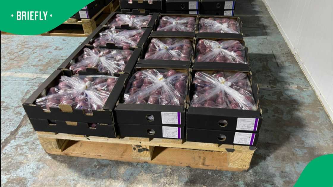 Indian authorities arrested fruit importer and exporter Vijan Varghese. Indian authorities arrested fruit importer and exporter Vijan Varghese.